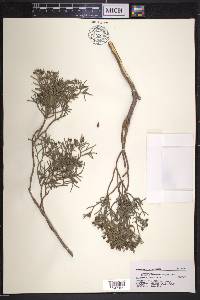 Juniperus monosperma image