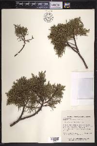 Juniperus jaliscana image