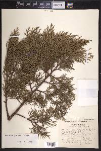 Juniperus deppeana var. gamboana image