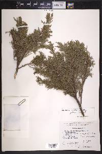Juniperus monticola image