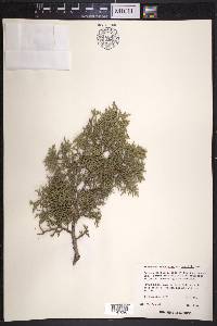 Juniperus monosperma image