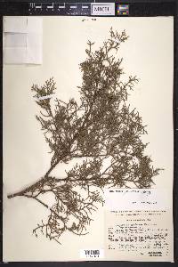 Juniperus deppeana var. gamboana image