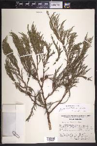 Juniperus flaccida image