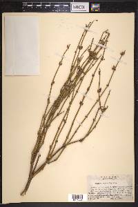 Ephedra aspera image