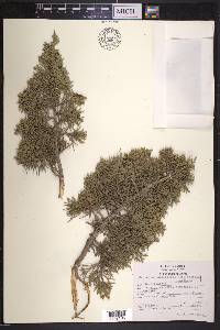 Juniperus monosperma image