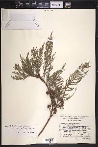 Juniperus poblana image