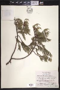 Juniperus martinezii image