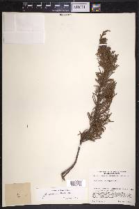 Juniperus monticola image