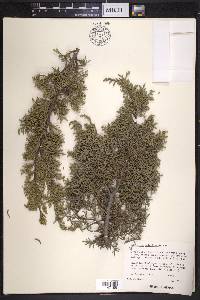 Juniperus saltillensis image