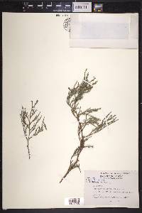 Juniperus flaccida image