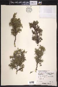 Juniperus saltillensis image