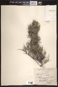 Ephedra aspera image