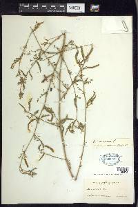 Aeschynomene americana image