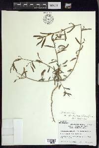 Aeschynomene americana var. glandulosa image