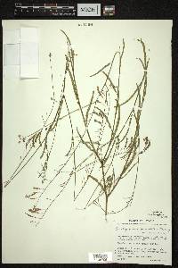 Aeschynomene paniculata image