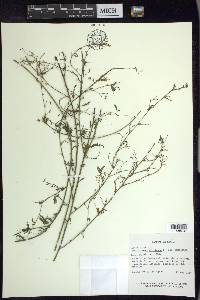 Aeschynomene americana image