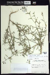 Aeschynomene americana image