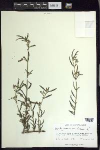 Aeschynomene americana image