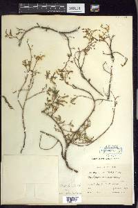 Aeschynomene americana var. glandulosa image