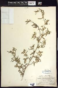 Aeschynomene americana var. glandulosa image