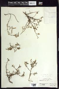 Aeschynomene americana var. glandulosa image