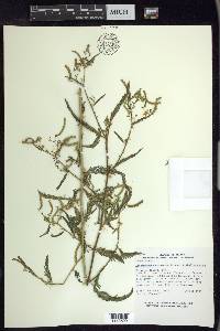 Aeschynomene americana image