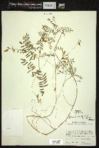 Astragalus ervoides image