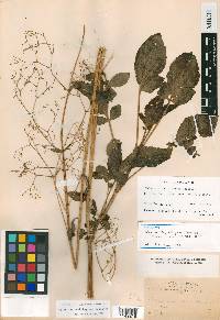 Valeriana leptothyrsos image