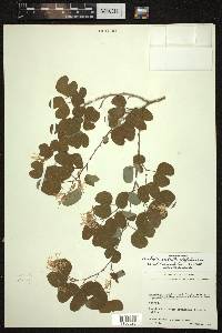 Bauhinia subrotundifolia image