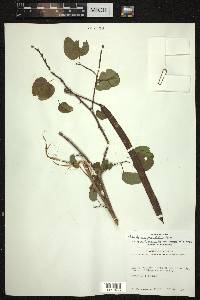 Bauhinia pauletia image