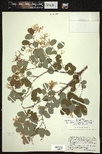 Bauhinia subrotundifolia image