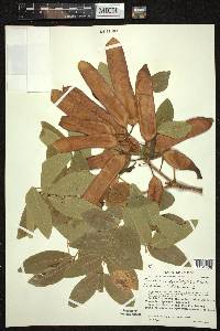 Caesalpinia platyloba image