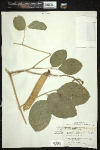 Canavalia brasiliensis image