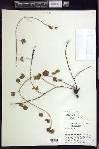 Chamaecrista hispidula image