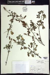 Chamaecrista viscosa image