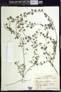 Chamaecrista fagonioides image