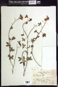 Chamaecrista hispidula image