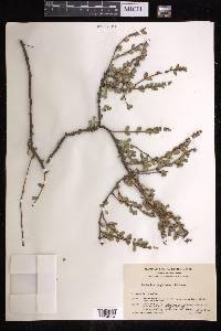 Euphorbia magdalenae image