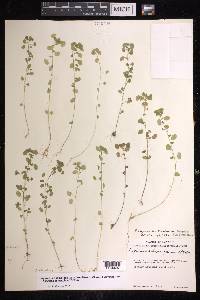 Euphorbia subreniformis image
