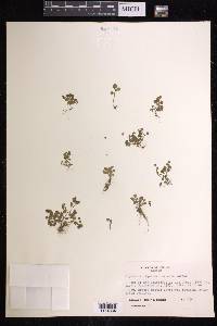 Euphorbia misella image
