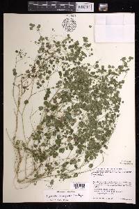 Euphorbia humayensis image