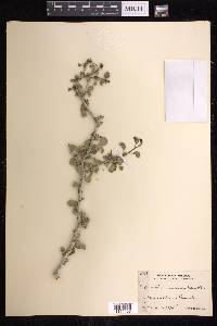 Euphorbia misera image