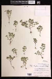 Euphorbia misella image