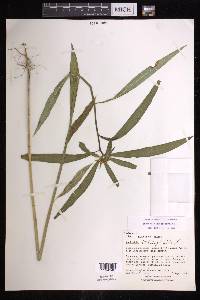 Euphorbia heterophylla image