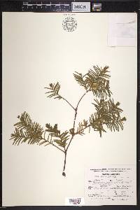 Taxus globosa image