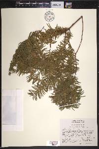 Taxus globosa image