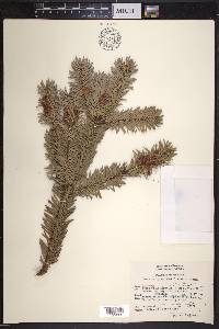 Abies religiosa image