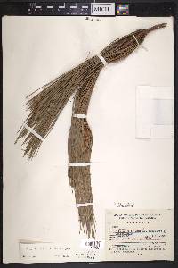 Pinus lawsonii image