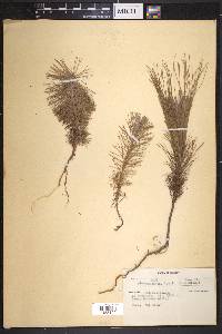 Pinus lawsonii image