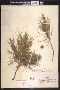 Pinus pinceana image
